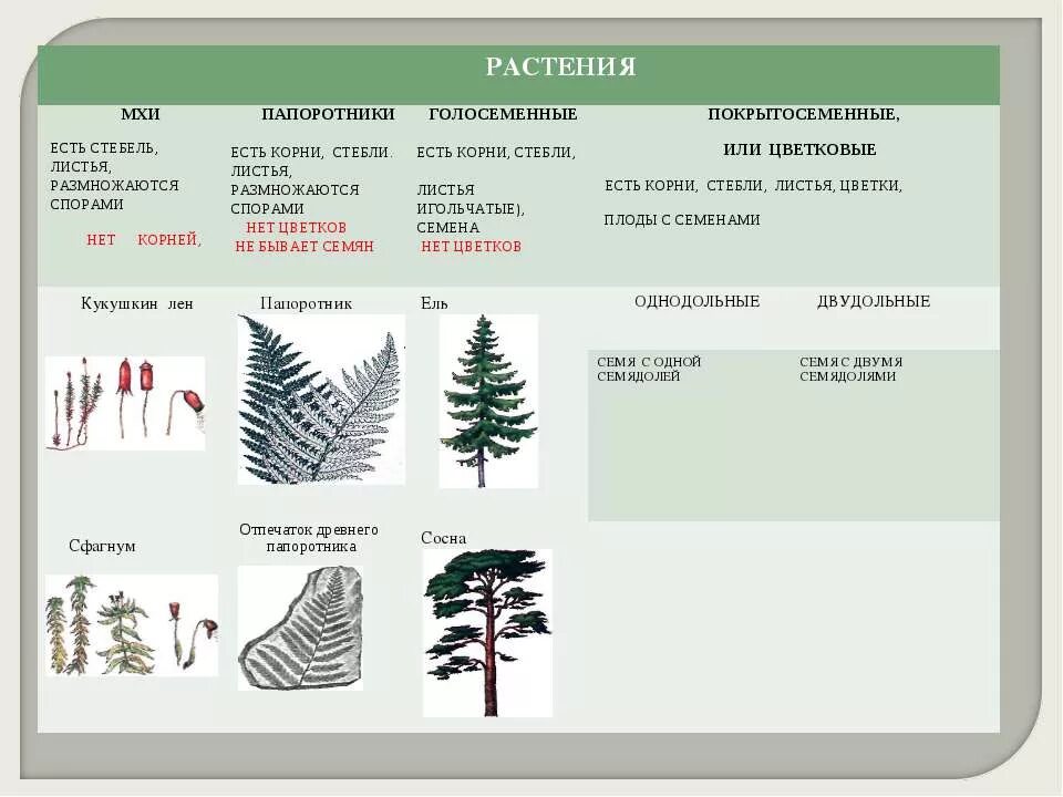 Подпишите названия однодольные двудольные хвойные листостебельные мхи. Голосеменных и папоротникообразных растений. Голосеменные растения отличаются от папоротников. Однодольные Голосеменные растения. Голосеменные и папоротники таблица.