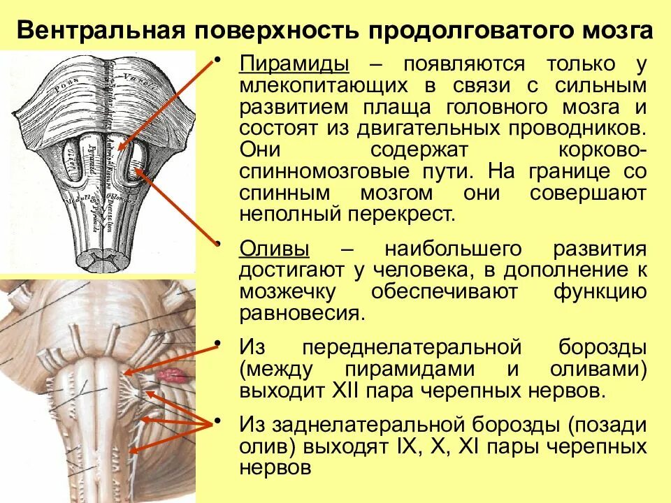 Ядро оливы продолговатого мозга. Вентральная поверхность ствола головного мозга. Пирамиды и оливы продолговатого мозга. Оливы продолговатого мозга функции.