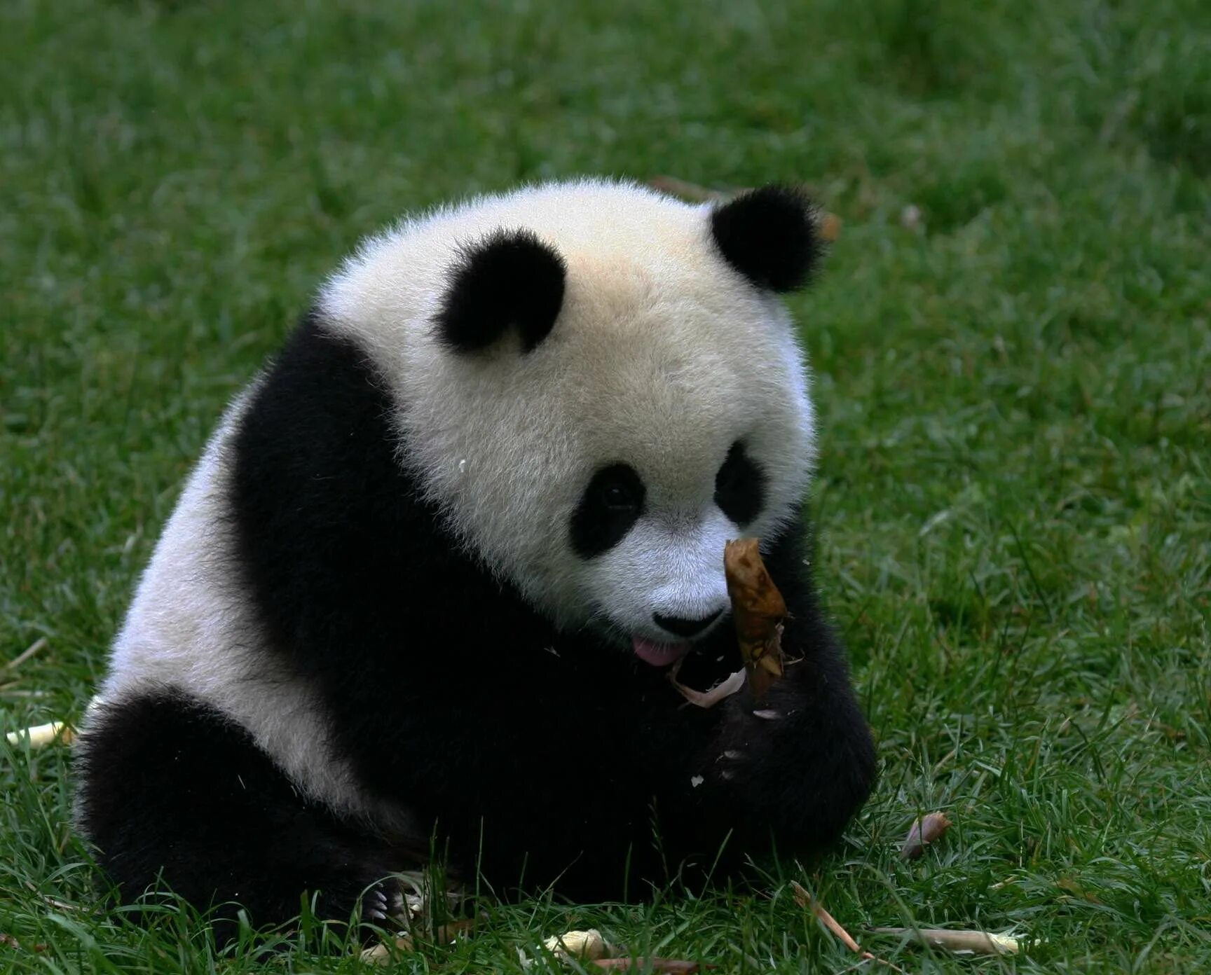 Панда без кругов. Злая Панда. Злая Панда фото. Дикая Панда.