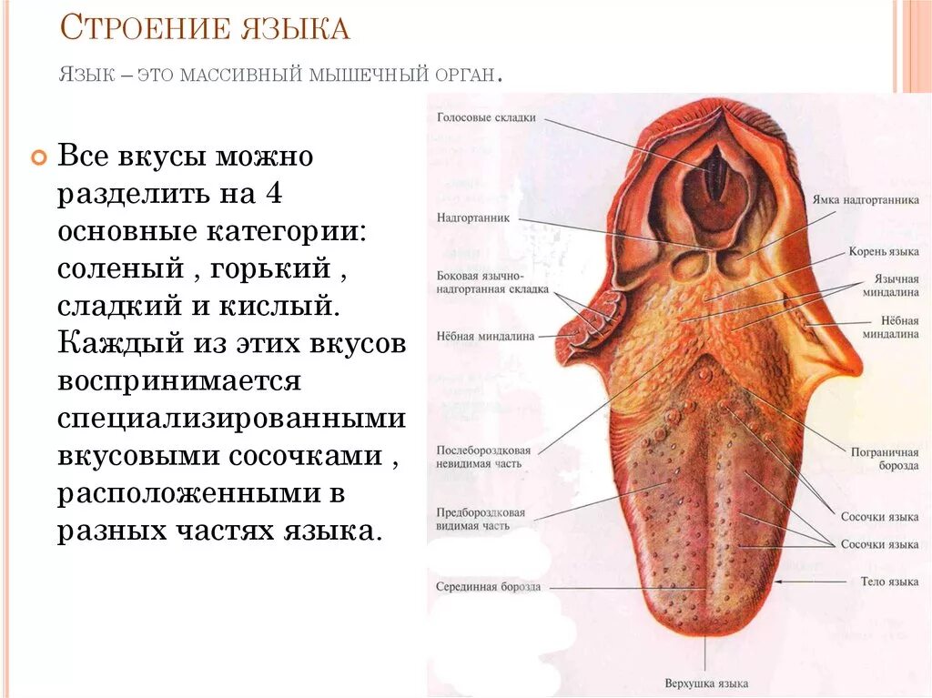 Строение языка и его функции. Строение языка вид снизу. Язык человека строение схема вид сбоку. Строение языка человека снизу схема с описанием.