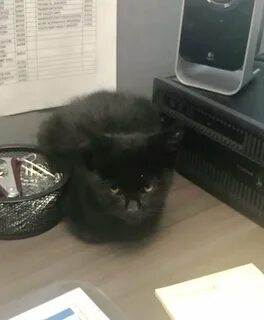 К чему пришел черный кот в дом