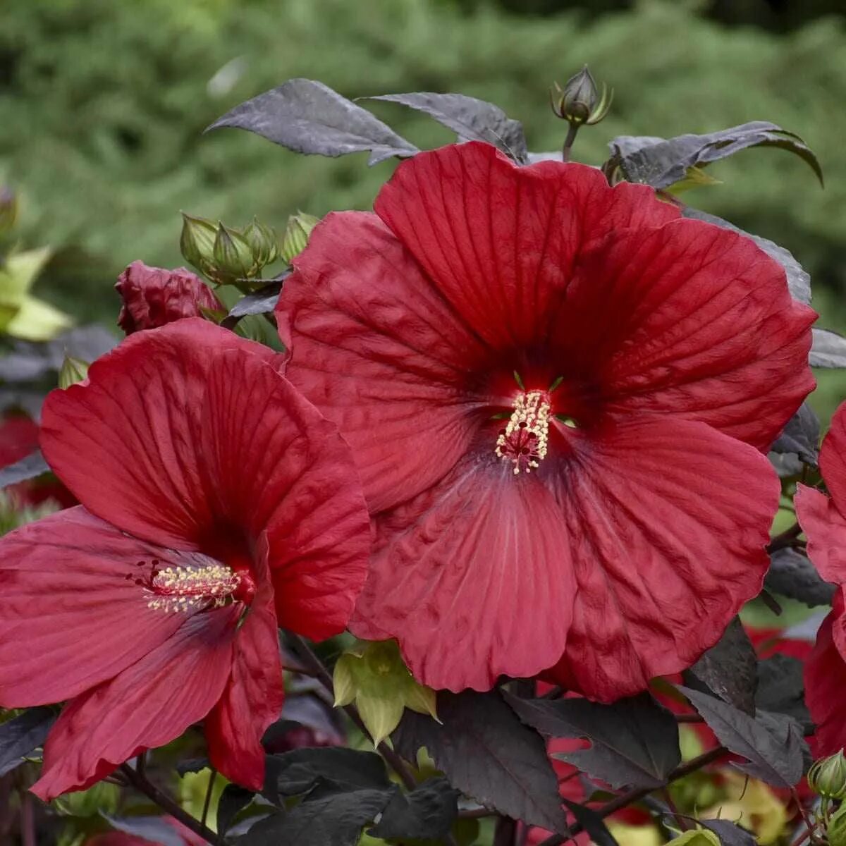 Гибискус гибридный. Гибискус summerific® &#039;holy grail&#039;. гибискус гибридный (hibiscus hybridus).
