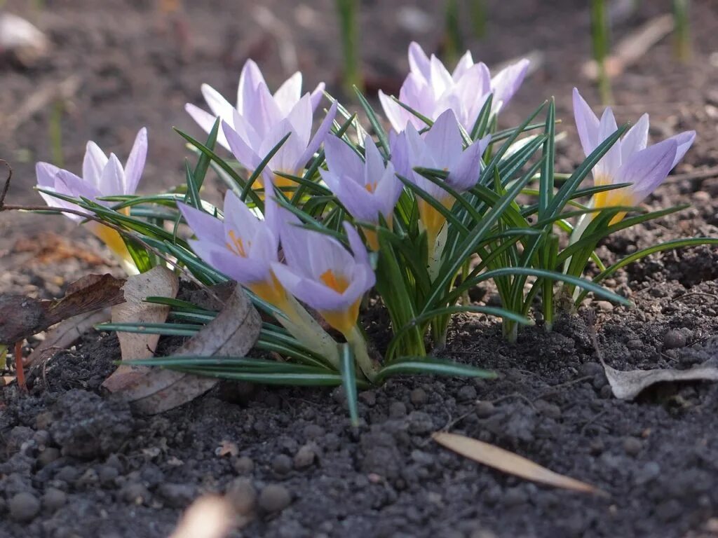 Крокусы посадка и уход