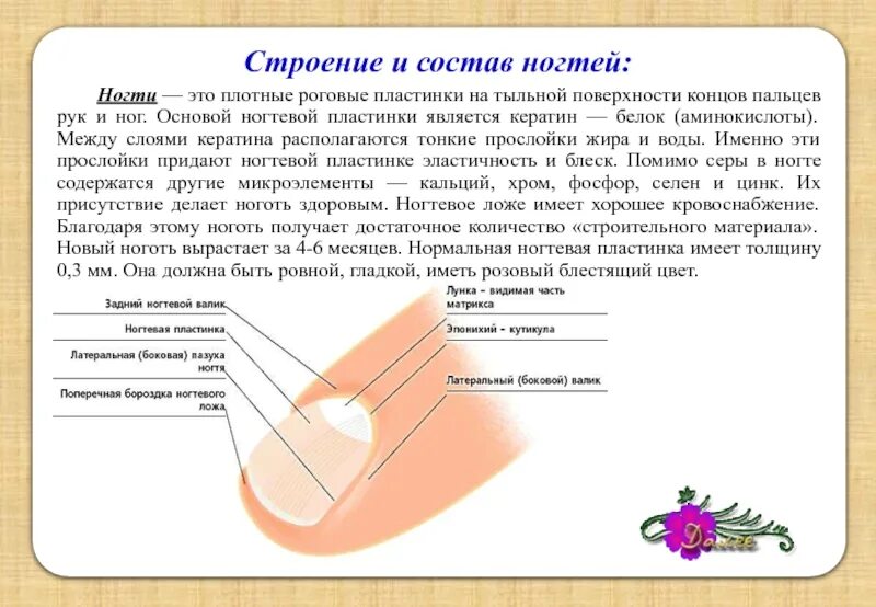 Ноготь корень слова. Строение ногтя вид сбоку. Ногти строение ногтей. Структура ногтя. Ногтевая пластина.