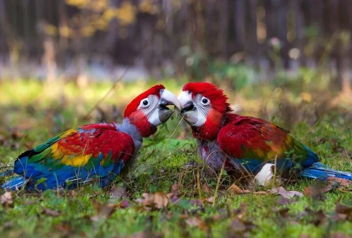 Красные птенцы. Зеленокрылый ара птенец. Птенец попугая ара. Красный ара птенец. Птенец ара Макао.