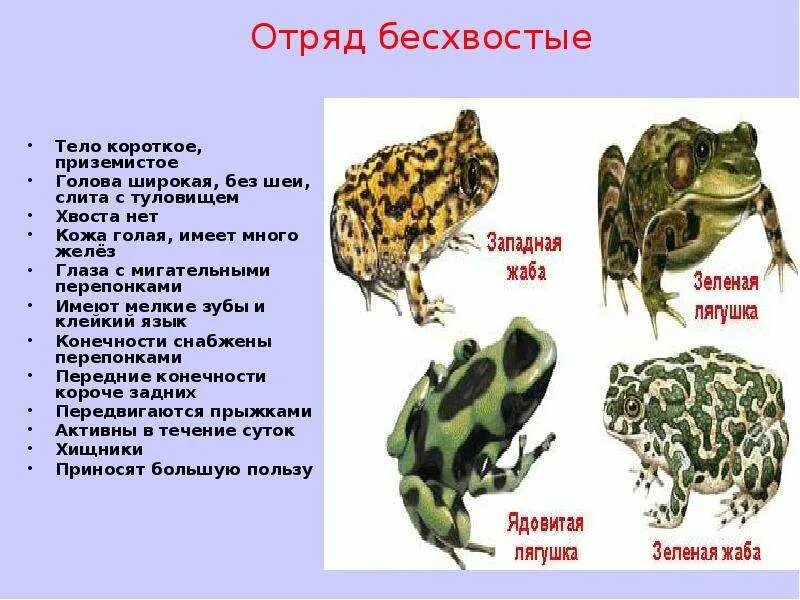 Бесхвостые отряд класса. Общая характеристика бесхвостых земноводных. бесхвостые амфибии характеристика. отряд бесхвостые строение. признаки бесхвостых амфибий.