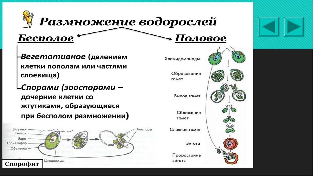 Происходит образование спор происходит размножение. Размножение хламидомонады схема. Вегетативное размножение водорослей схема. Схема полового размножения растений. Половое и бесполое размножение растений схема.