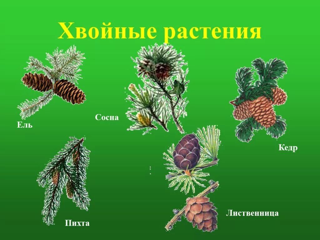 Хвойные растения 5 класс. Ель сосна Кедровая сосна пихта лиственница. Ель, сосна, лиственница, кедр, пихта шишки. Ель пихта кедр лиственница. Кедр ель лиственница.