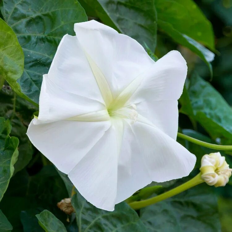 Moonflower. Луноцвет датура. Amlaruil moonflower. Ипомея луноцвет. Лунный цветок ипомея.