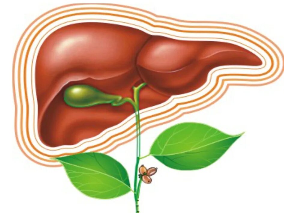 Желчный пузырь селезенка орган. Печень рисунок. Здоровая печень и желчный пузырь.