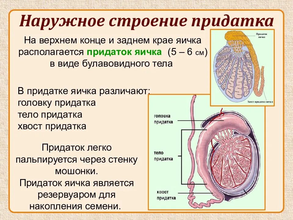 Строение придатка яичка. Яичко и придаток яичка. Придаток яичка анатомия. Строение яичка и придатка яичка. Функции придатка яичка