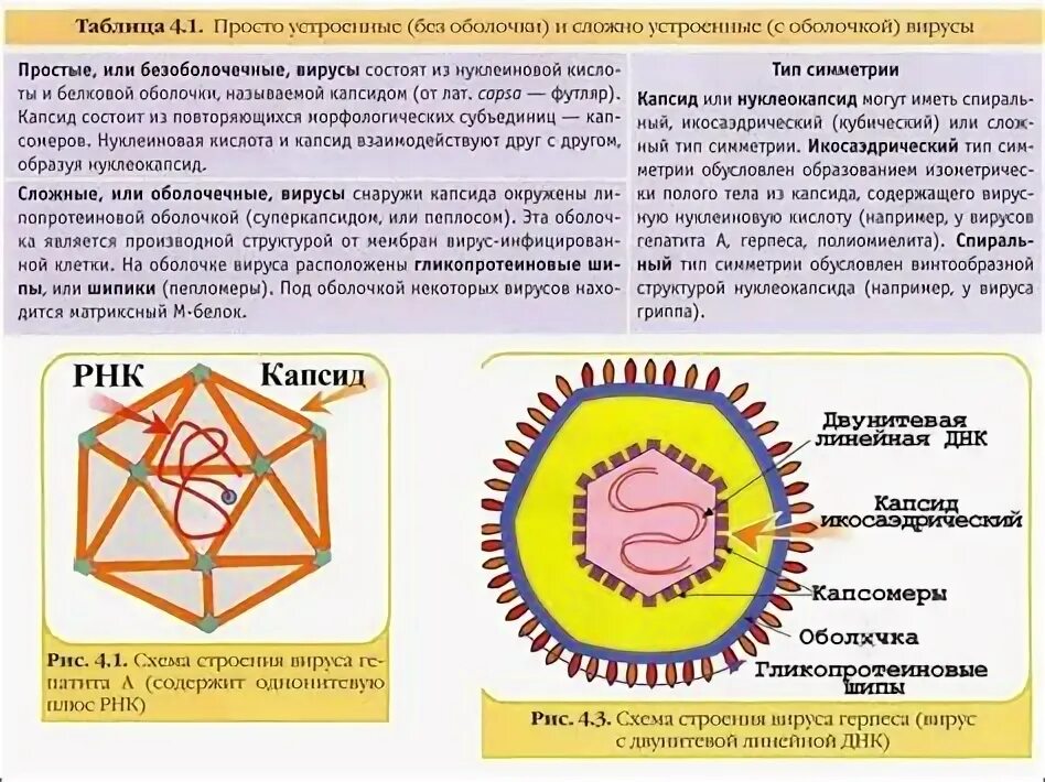 Белковый капсид. Капсид белковая оболочка вируса. Схема строения вируса герпеса. Типы симметрии нуклеокапсида вируса. Типы симметрии капсида вирусов.