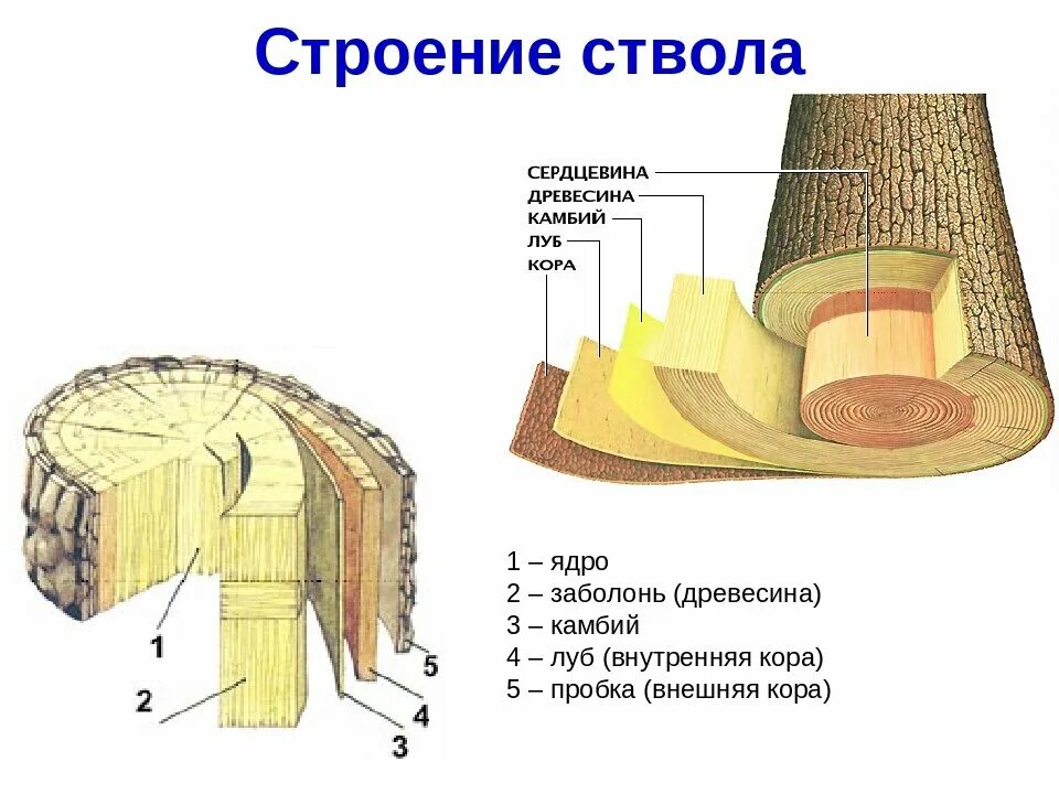 Древесные стебли образуются у. Структура древесины камбий. Строение коры и луба.