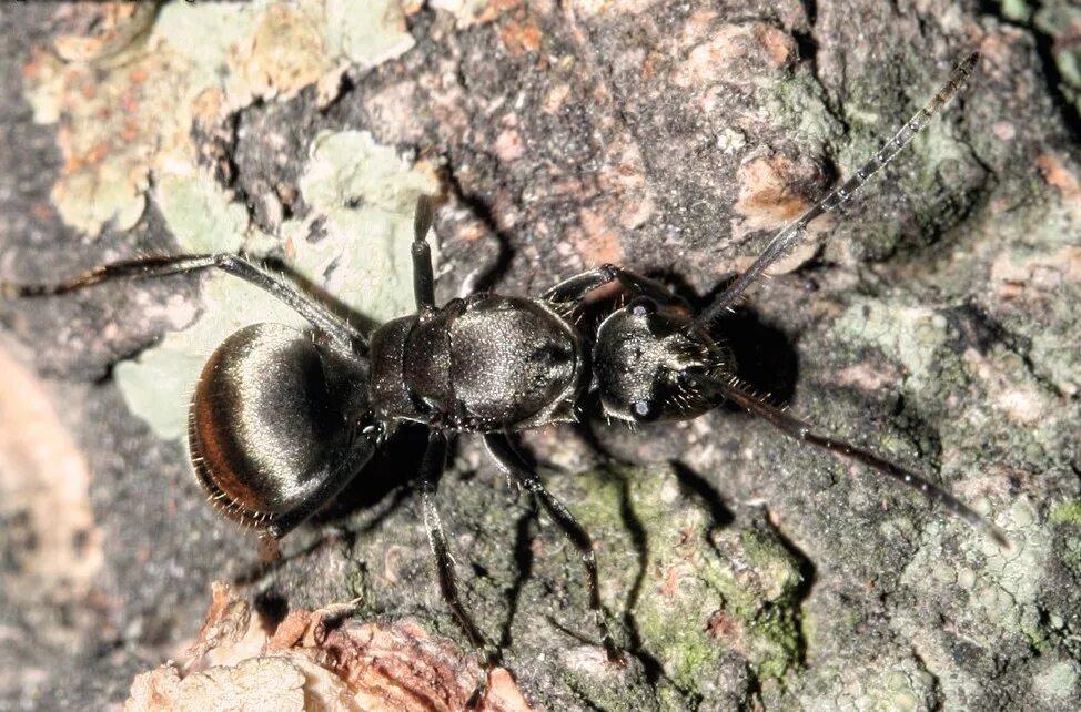Polyrhachis illaudata. Полирахис муравьи. Муравьи Ткачи. Муравей Ткач матка.