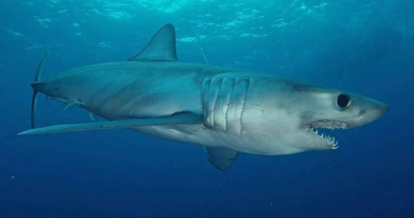 Акула мако опасна ли для человека. Акула мако. Атлантическая сельдевая акула. Серо голубая акула мако. Longfin Mako Shark.