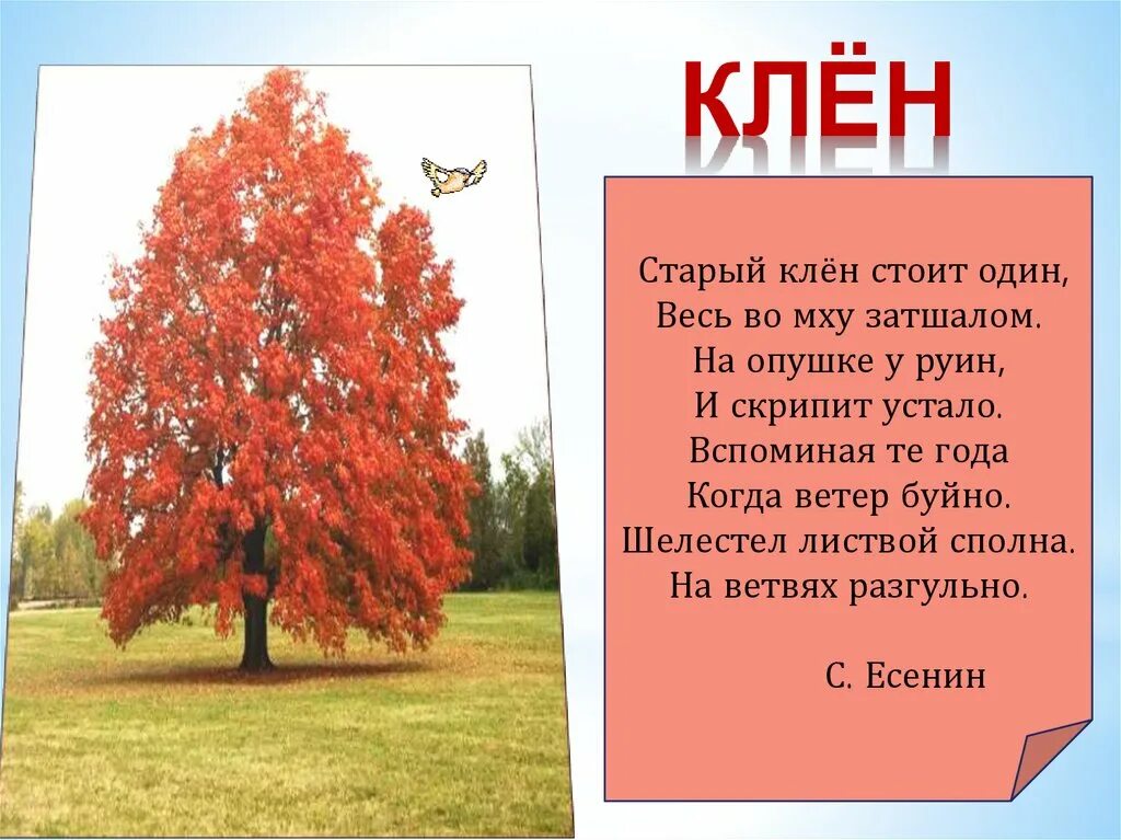 цвет клен текст. клён интересные факты для детей. маленький расказо листьях. цвет клен текст. сколько лет живет клен.