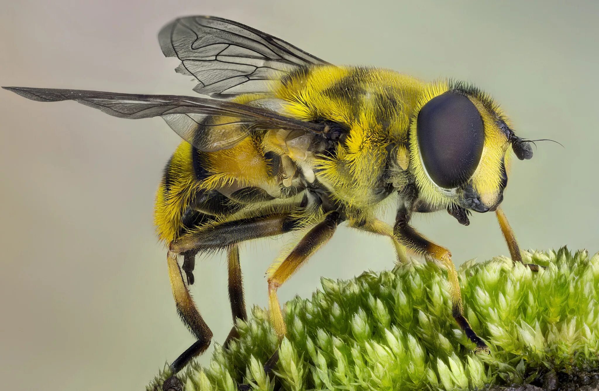 Пчелы и другие насекомые. Насекомые пчела. Пчела обыкновенная. Пчелы удивительные насекомые. Пчела Макросъемка.