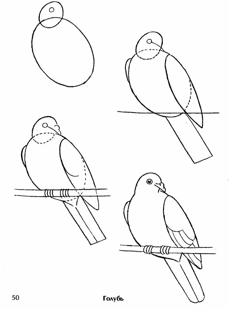Схемы рисования поэтапно. Поэтапное рисование птиц. Схема рисования птицы. Поэтапное рисование птиц для детей. Этапы рисования птицы.