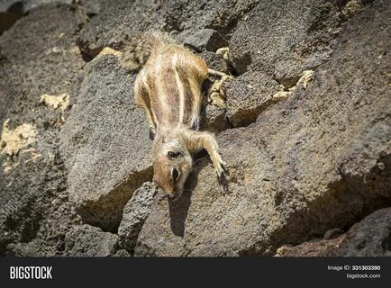 下 载 定 价 合 理 适 合 您 项 目 预 算 的 高 质 量 Barbary Ground Squirrel (Chipmunk) Morro ...