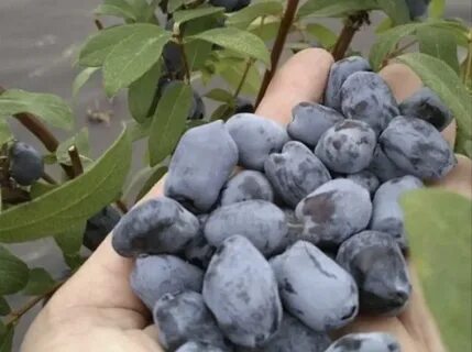 Жимолость бореал близзард