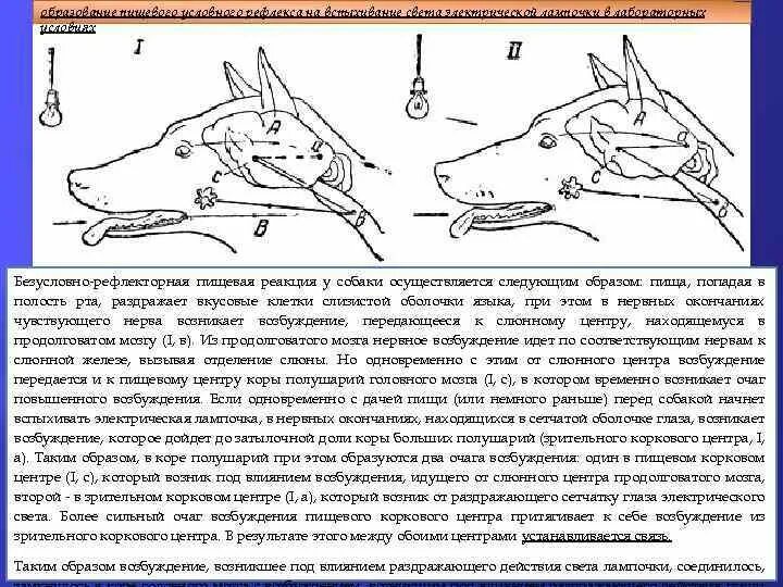 Схема выработки условного рефлекса у собак. Условия образования условного рефлекса у собаки. Схема формирования и угасания условного рефлекса. Выработка условного рефлекса у собаки. В результате чего условный рефлекс угасает