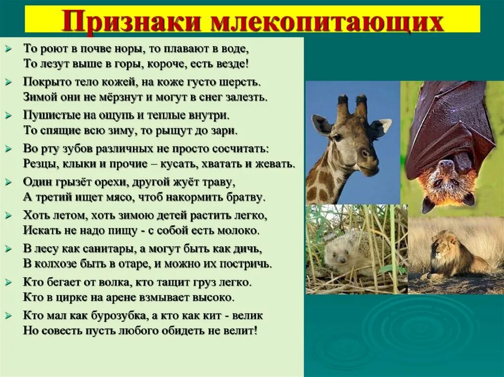 Млекопитающие презентация. Сообщение о млекопитающих. Доклад о млекопитающих. Презентация по домашние млекопитающие.