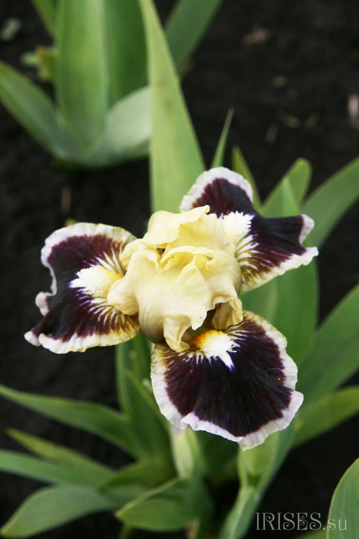 Iris 9