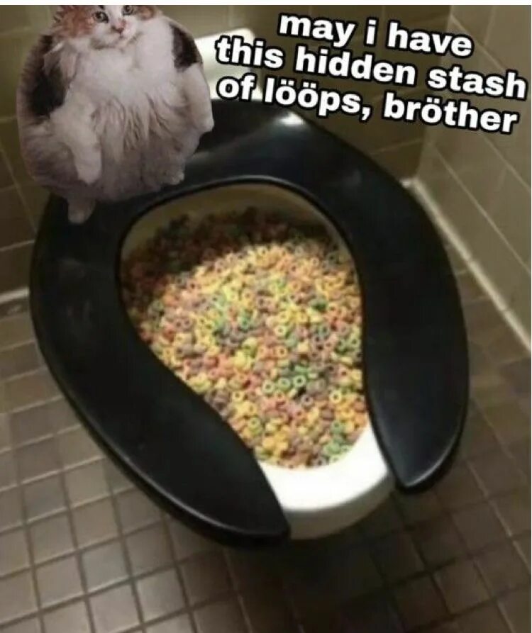 Loops cat. Loops brother. loops мем. brother may i have some loops.