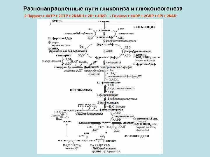 Образуется 2 атф в гликолизе. Исходные субстраты глюконеогенеза схема. Субстраты гликолиза и глюконеогенеза. Субстраты глюконеогенеза. Включение субстратов в глюконеогенез.