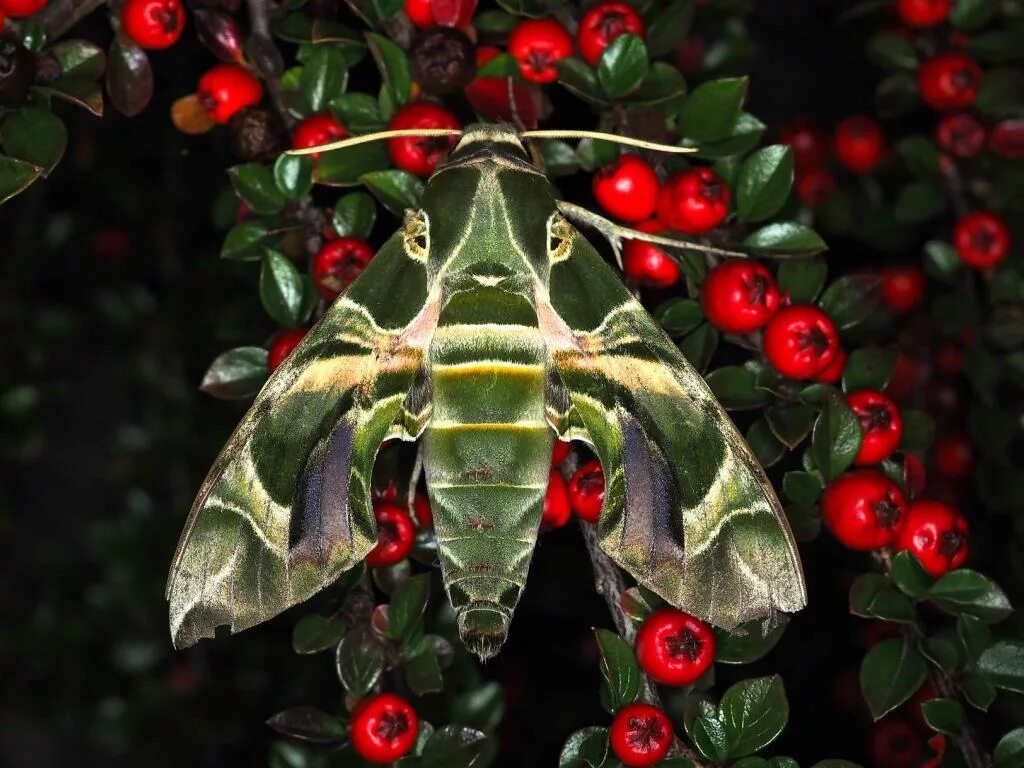 Oleander Hawk Moth. Daphnis nerii. Бабочка на олеандре. Oleander Caterpillar. Олеандровый бражник занесен в красную