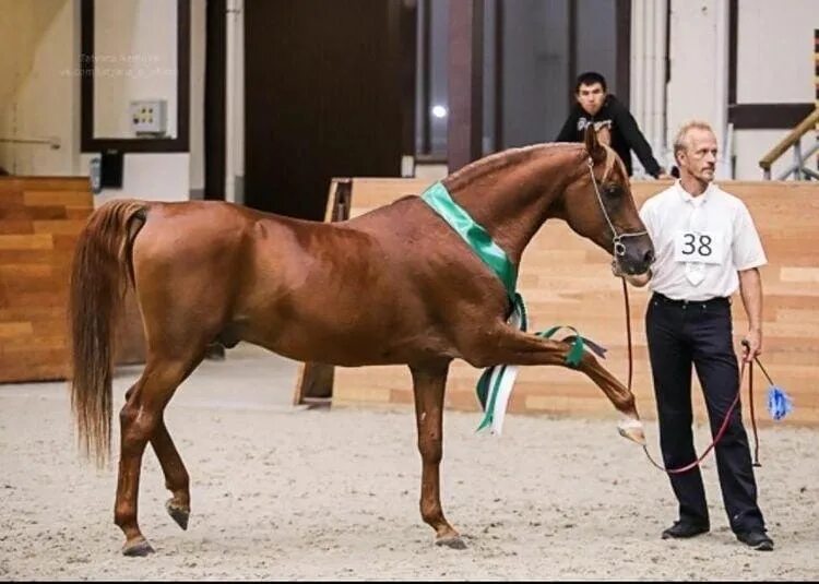 Естественное осеменение лошадей. Оплодотворение лошадей. Лошади совокупляются. Спаривание кобылы. Лошади спариваются.