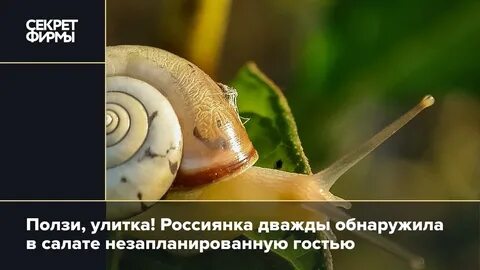 Скорость движения улитки в минуту