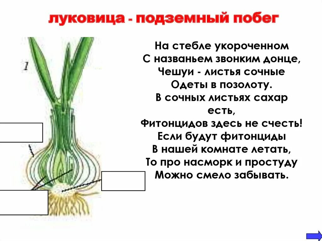 Это видоизмененный укороченный подземный побег. Луковица укороченный подземный побег. Луковица видоизмененный подземный побег. Луковица видоизмененный побег.