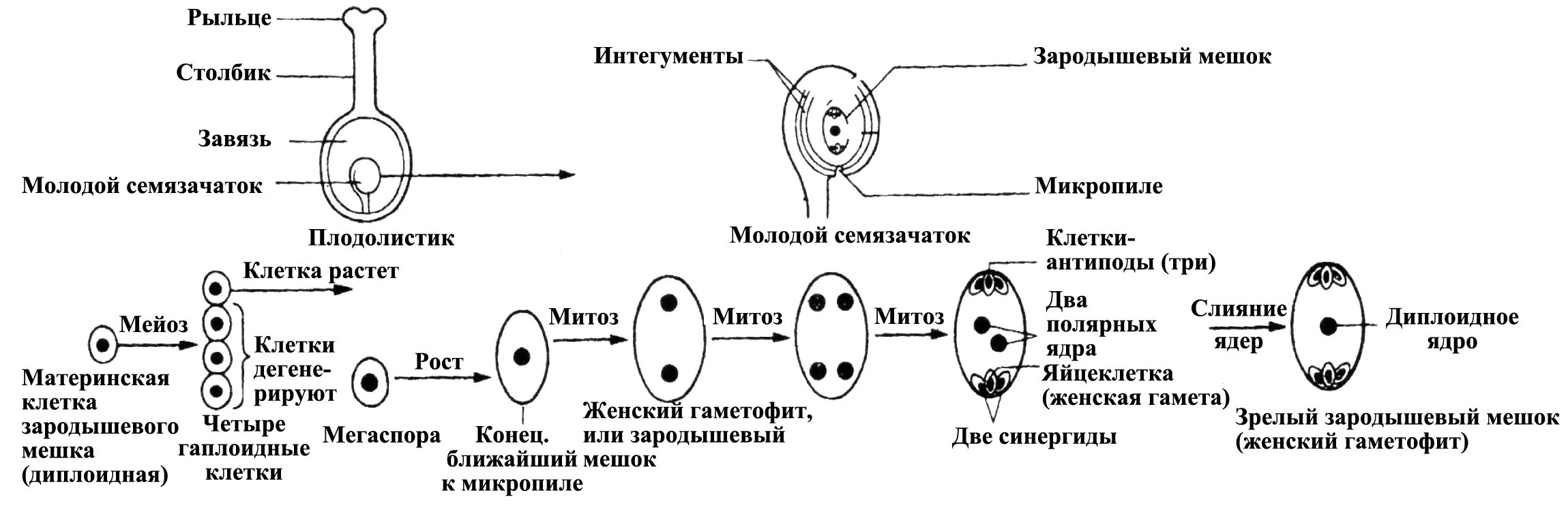 Женский гаметофит зародышевый мешок. Образование зародышевого мешка у цветковых растений. Формирование семязачатка у покрытосеменных. Схема развития зародышевого мешка. Как образуется зародышевый мешок у цветковых растений.