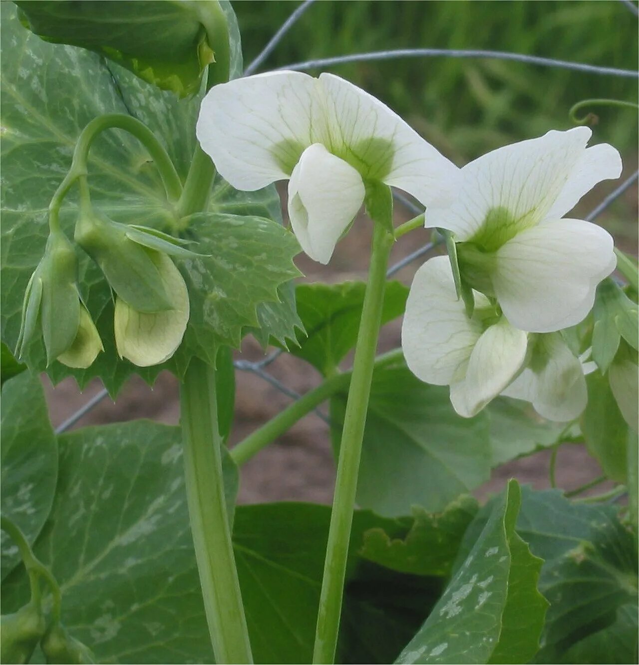 Pisum sativum. Цветение гороха посевного. Цветок Pisum sativum. Горох (Pisum sativum), сушеный.