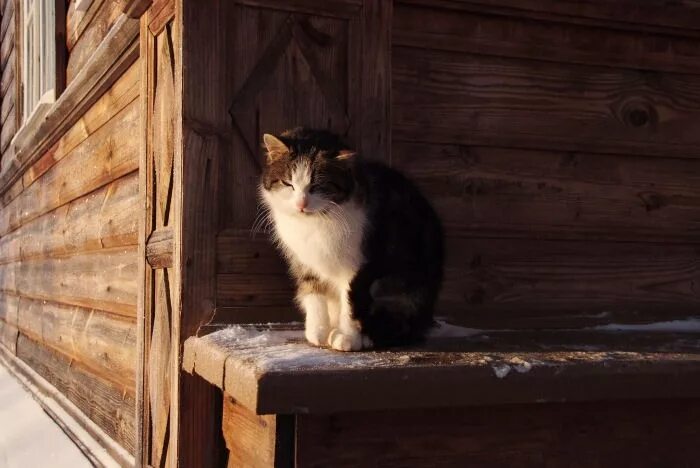 Поговорим на пороге. Деревенские коты. Кот в избе. Кот в деревенском доме. Кошка в избе.