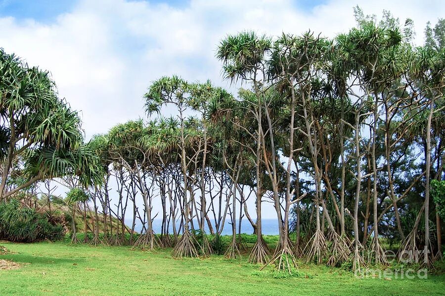 Walking tree