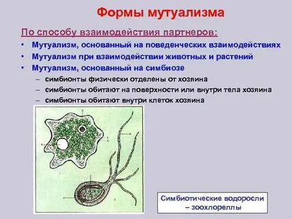 Водорослью зоохлореллой и амебой