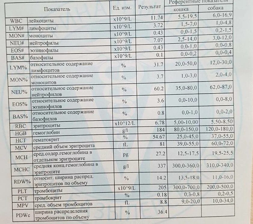 Pct повышен. Общий анализ крови нормативные показатели нормы. Общий анализ крови WBC норма у мужчин. WBC В анализе крови расшифровка таблица. Клинический анализ крови норма у женщин WBC.