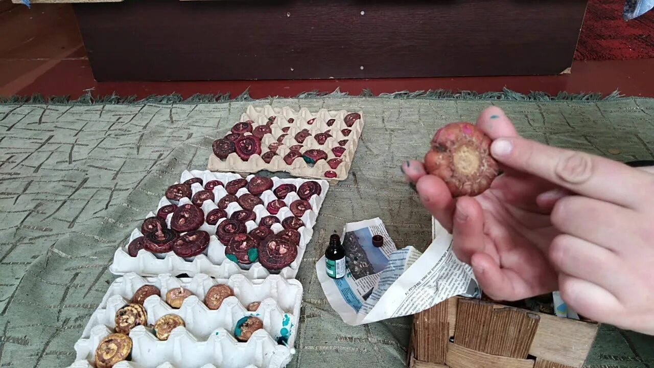 Гладиолусы обработка луковиц перед посадкой. Обработка луковиц гладиолусов. проращивание гладиолусов. прорастить луковицы гладиолусов перед посадкой. прорастить гладиолусы перед посадкой.