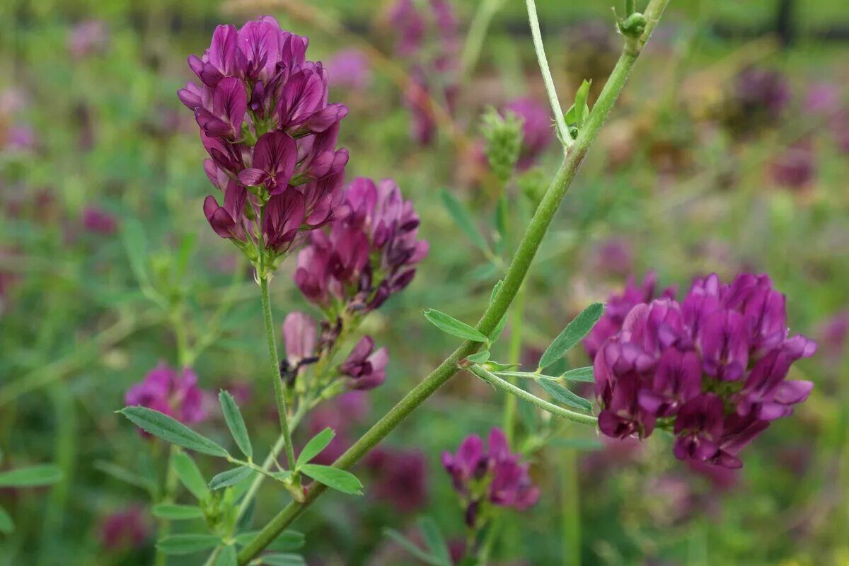 Как выглядит люцерна фото. Люцерна сорт Манычская. Люцерна посевная (Alfalfa):. Люцерна синяя посевная. Люцерна изменчивая Вега 87.