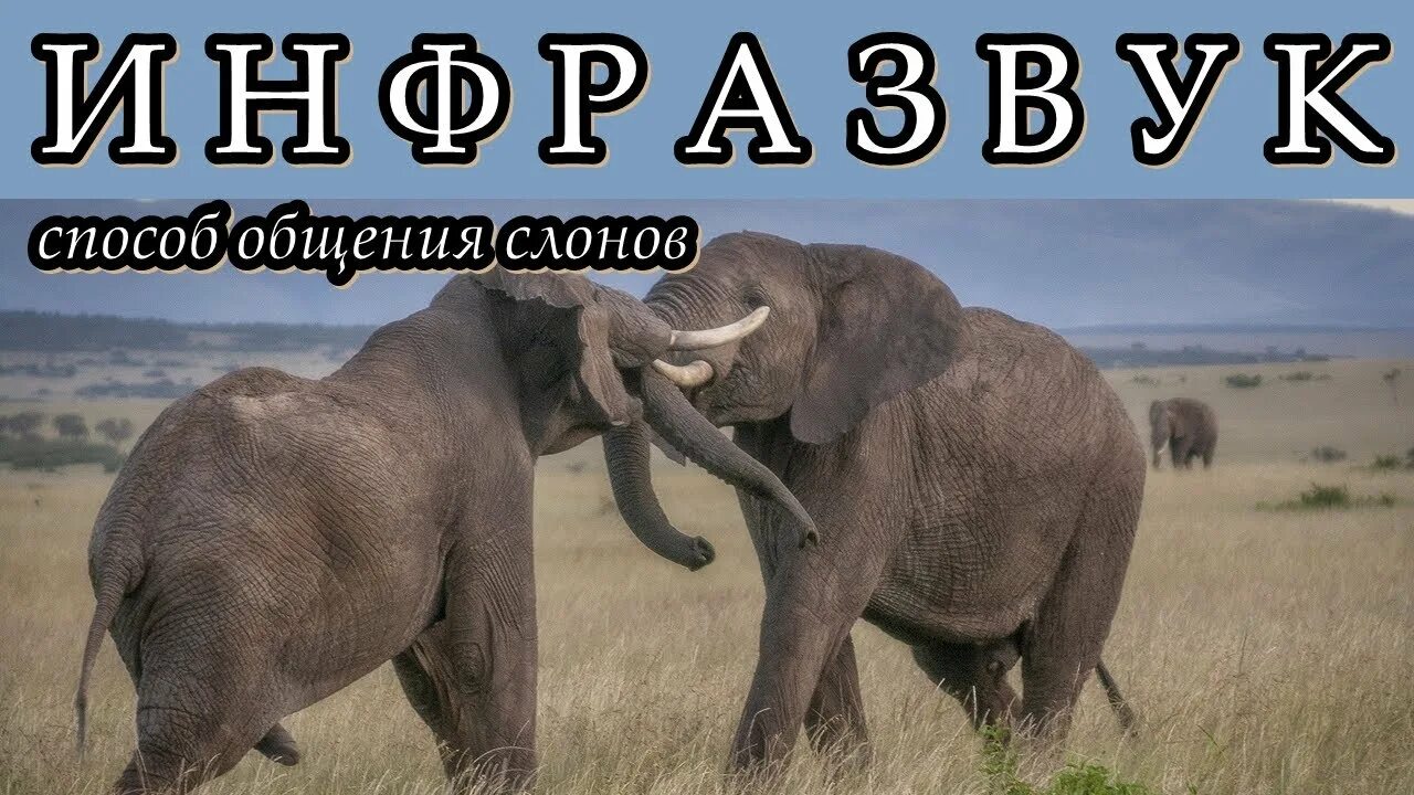 Слон какой звук. Слоны инфразвук. инфразвук у слонов. общение слонов. звуковая коммуникация слонов.