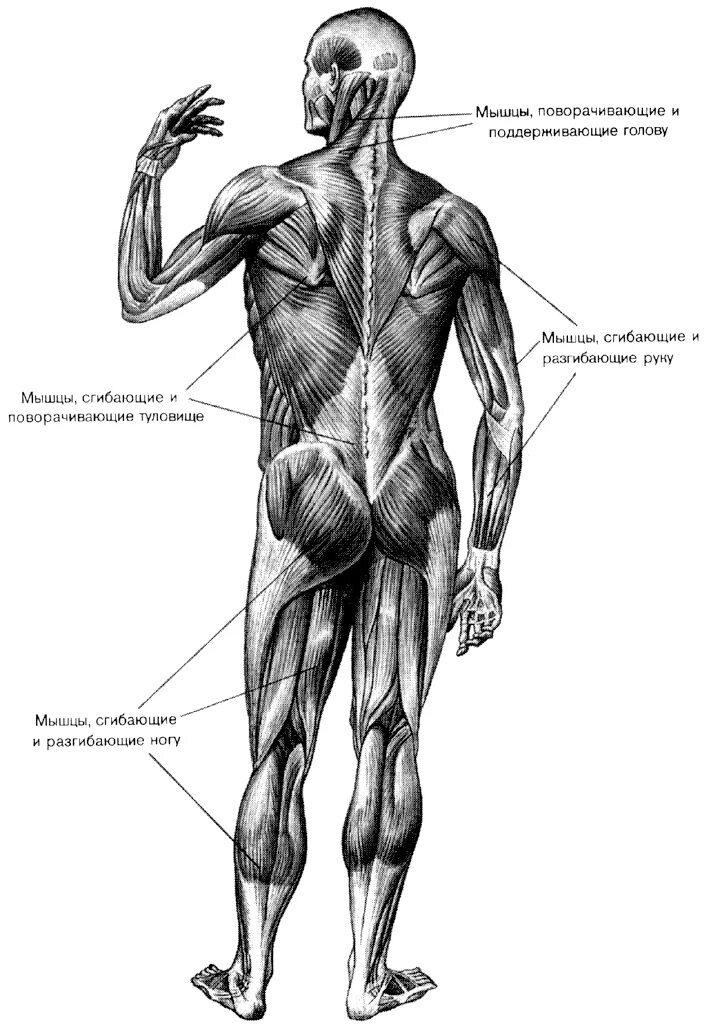 строение тела мышцы схема. мышцы человека качать. мускулатура человека схема. мышечное строение тела человека схема. строение мышц человека спереди и сзади.
