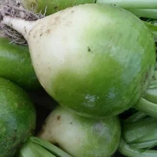 Маргеланская редька