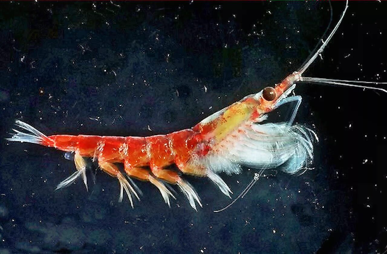 Антарктическая креветка криль. Криль ракообразные. Ракообразные рыбы. Криль зоопланктон. Криль антарктический.