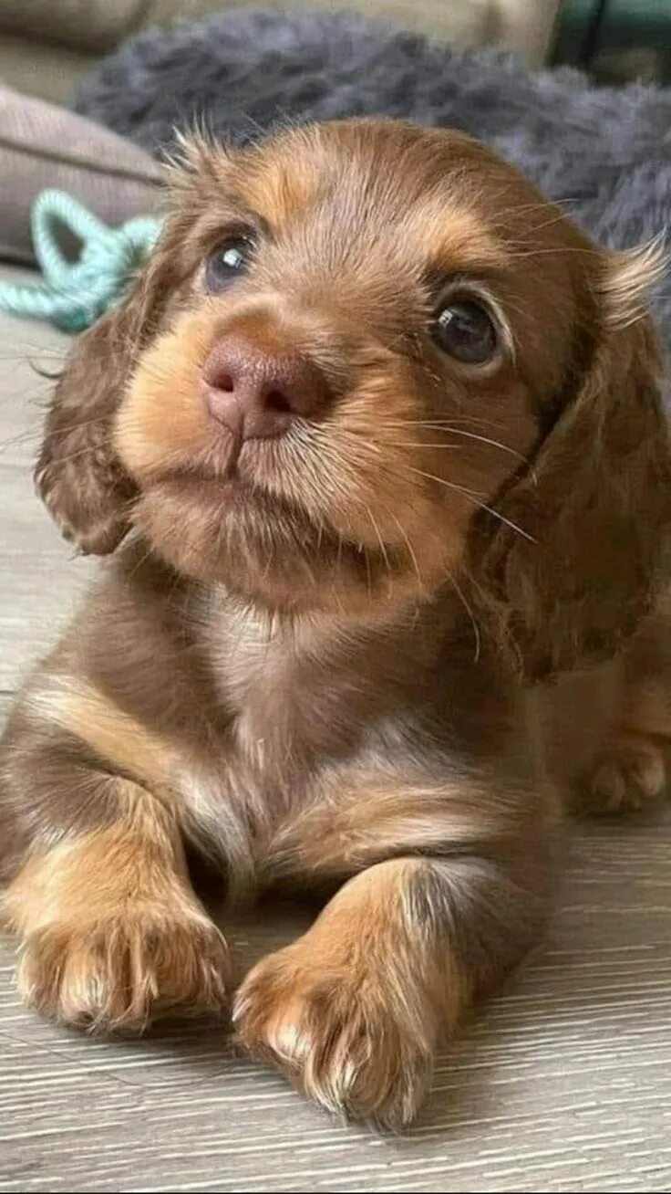 С добрым утром собаки. Добрые собаки. Добрые собаки. С добрым утром собаки. Доброе утро смешные собаки.