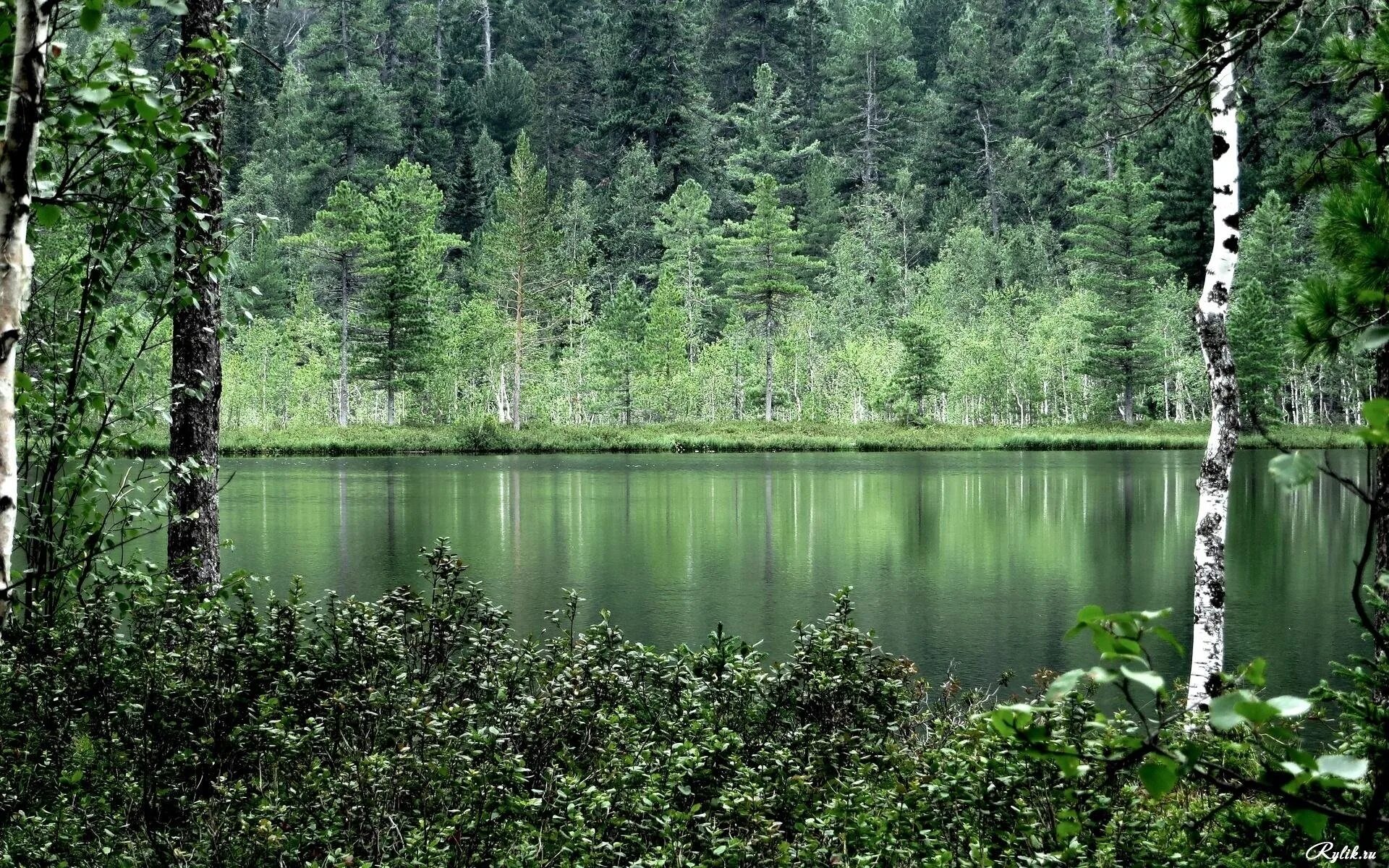 Озеро возле леса. Озеро Рица. Беловежская пуща деревья. Березовый леслес озеро. Озеро Березовое Березово.