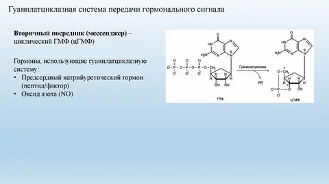 Каталитическую структурную запасающую гормональную сократительную энергетическую