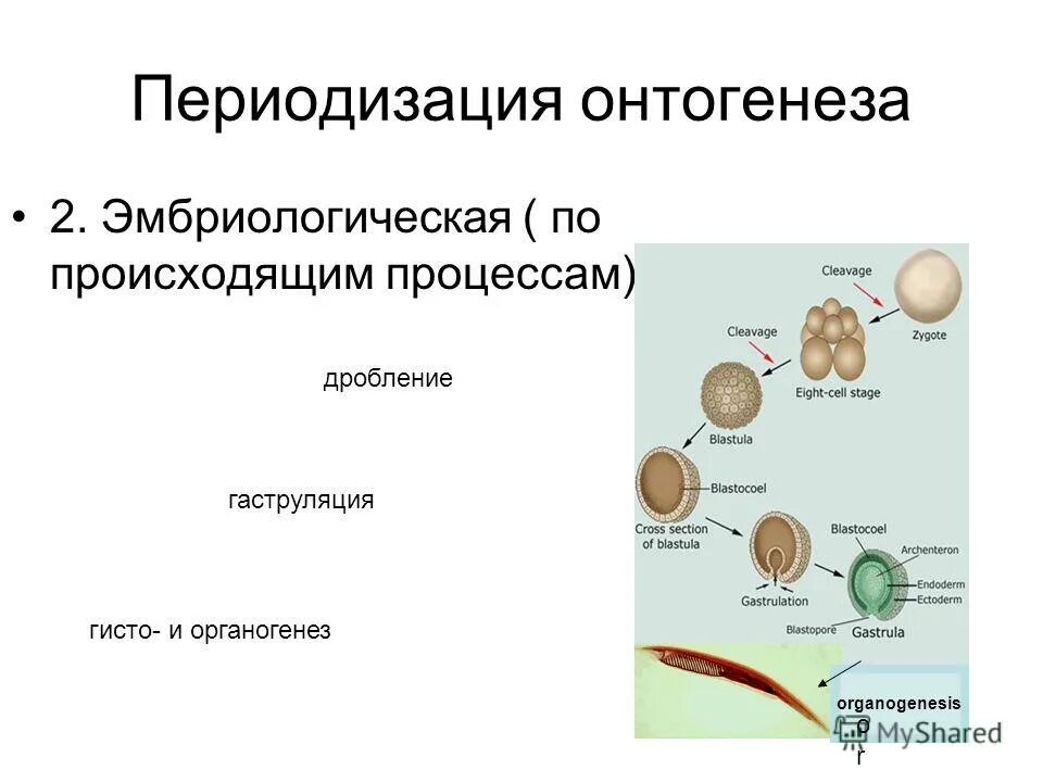 онтогенез человека. онтогенез эмбриональное развитие. таблица по биологии этапы эмбрионального развития 9 класс. эмбриональный период развития схема. онтогенез таблица 10 класс.
