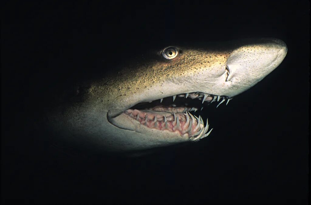 Акула открывает рот. Carcharias Taurus.